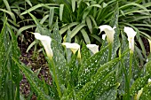 ZANTEDESCHIA LITTLE JIMMY