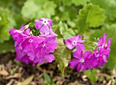 PRIMULA SIEBOLDII MIKADO