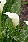 ZANTEDESCHIA LITTLE JIMMY