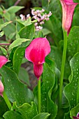 ZANTEDESCHIA PHILOMENA