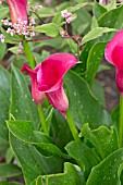 ZANTEDESCHIA PHILOMENA