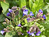 PULMONARIA LONGIFOLIA CEDRIC MORRIS