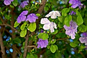 BRUNFELSIA PAUCIFLORA