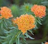 RHODIOLA KIRILOWII