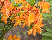 RHODODENDRON ARNESON GEM