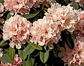 RHODODENDRON BAMBINO