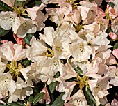 RHODODENDRON DUSTY MILLER