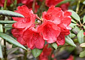 RHODODENDRON ELIZABETH