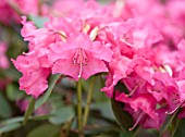 RHODODENDRON LINDA