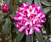 RHODODENDRON MARLEY HEDGES