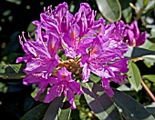 RHODODENDRON PONTICUM