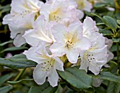 RHODODENDRON SILVER SIXPENCE