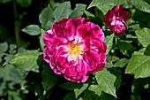 ROSA COMMANDANT BEAUREPAIRE