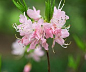 RHODODENDRON VASEYI