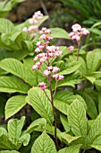 RODGERSIA AESCULIFOLIA