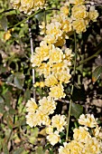 ROSA BANKSIAE LUTEA