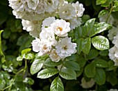ROSA ASTRA DESMOND