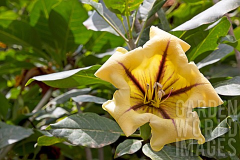 SOLANDRA_MAXIMA