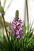 STYLIDIUM GRAMINIFOLIUM