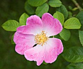 ROSA COMPLICATA