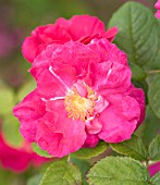 ROSA DUCHESS OF PORTLAND