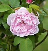 ROSA FANTIN-LATOUR