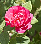 ROSA GALLICA OFFICINALIS