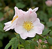 ROSA GLAUCA