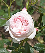 ROSA HERITAGE