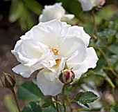 ROSA ICE WHITE