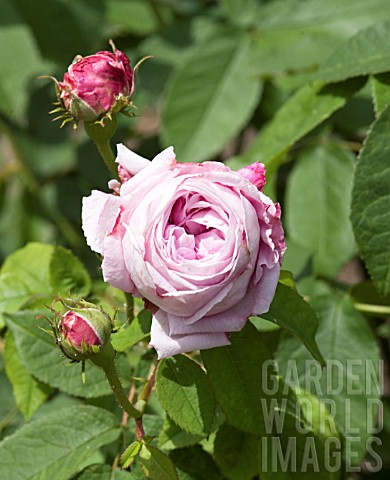 ROSA_LA_PLUS_BELLE_DES_PUNCTUEES