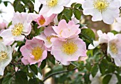 ROSA MACRANTHA