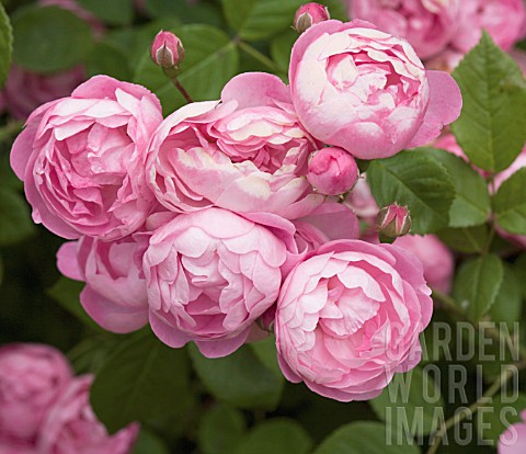 ROSA_MACRANTHA_RAUBRITTER