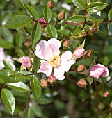 ROSA NOZOMI