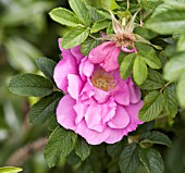 ROSA RUGOSA BELLE POITEVINE