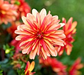 DAHLIA JESCOT JULIE