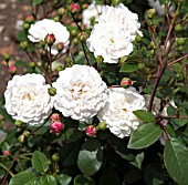 ROSA WHITE PET