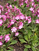 SILENE DIOICA RICHMOND