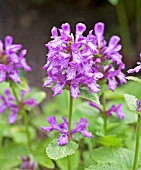 STACHYS MACRANTHA VIOLACEA