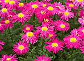 TANACETUM BRESSINGHAM RED