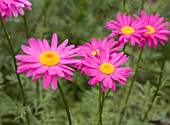 TANACETUM COCCINEUM BRENDA