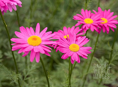 TANACETUM_COCCINEUM_BRENDA