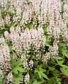 TIARELLA PINK BOUQUET