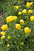 TROLLIUS EUROPAEUS