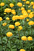 TROLLIUS ORANGE PRINCESS