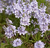 VERONICA PROSTRATA MRS HOLT