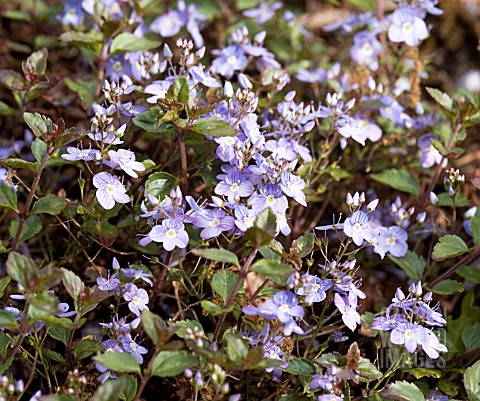 VERONICA_WATERPERRY_BLUE