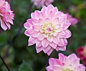 DAHLIA KARMA PROSPERO