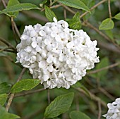 VIBURNUM ESKIMO