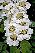 VIBURNUM PLICATUM CASCADE